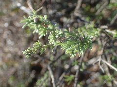 Eriocephalus racemosus