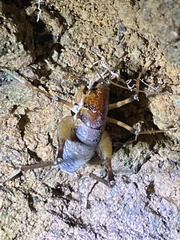 Diestrammena elegantissima