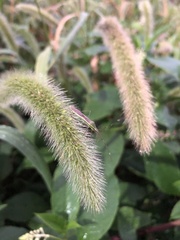 Leptocorisa chinensis