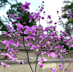 Thalictrum rochebruneanum