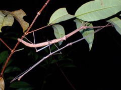 Phaenopharos struthioneus