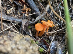 Cantharellus concinnus