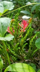 Exobasidium cassiopes