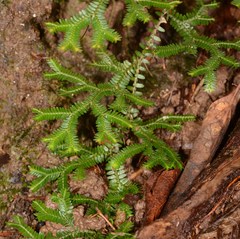 Selaginella australiensis