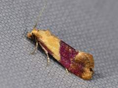 Diceratura ostrinana