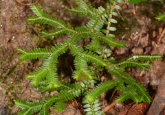 Selaginella australiensis