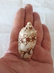 Cymbiola vespertilio