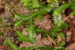 Selaginella australiensis