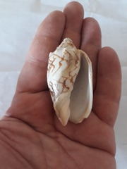 Cymbiola vespertilio