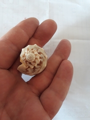 Cymbiola vespertilio