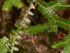 Selaginella australiensis