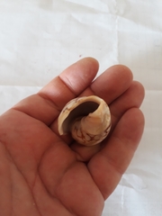 Cymbiola vespertilio