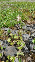 Micranthes nelsoniana