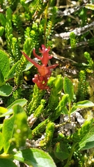 Exobasidium cassiopes