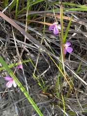 Tetratheca juncea
