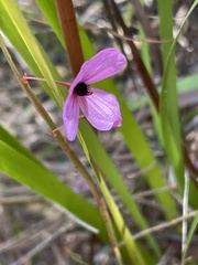 Tetratheca juncea
