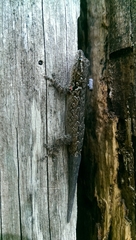 Lygodactylus tolampyae