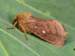 Pharmacis aemilianus