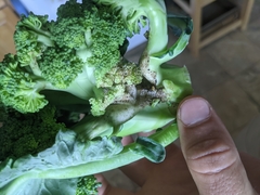 Contarinia nasturtii