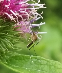 Aedes canadensis