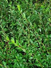 Salix repens repens