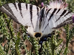 Iphiclides podalirius