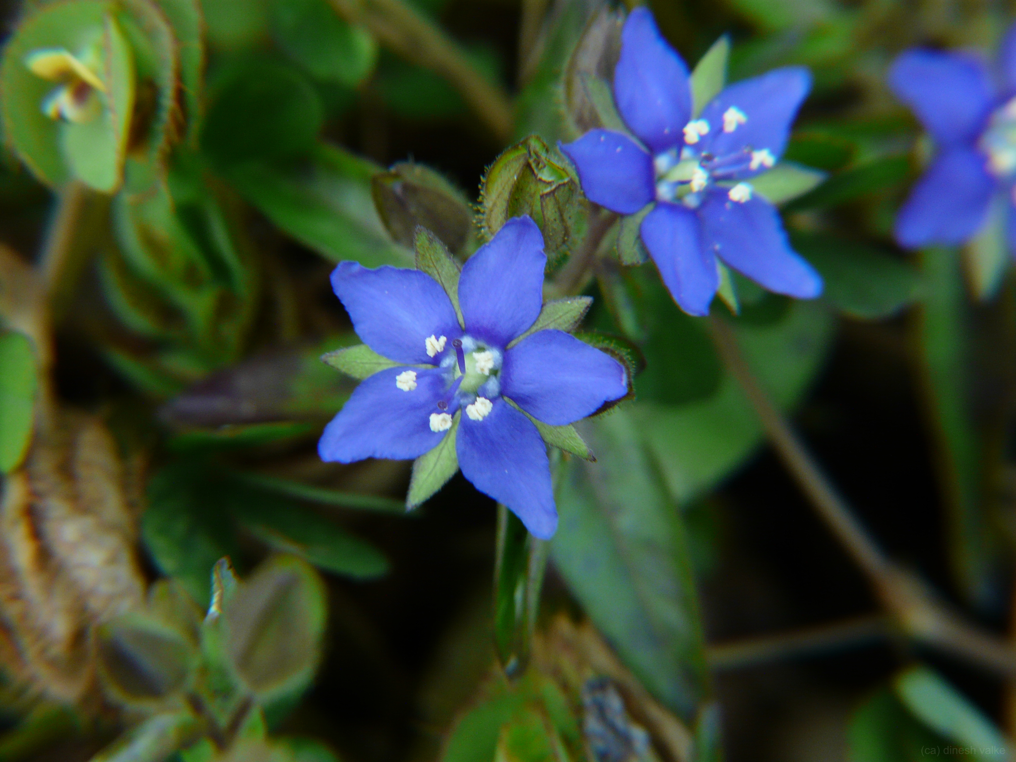 Hydrolea