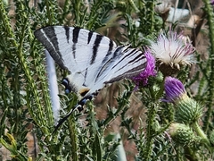 Iphiclides podalirius