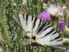 Iphiclides podalirius