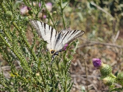 Iphiclides podalirius