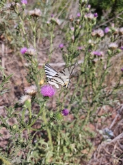 Iphiclides podalirius