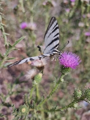 Iphiclides podalirius