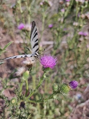 Iphiclides podalirius