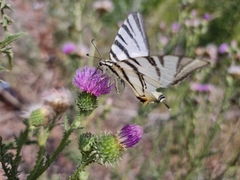 Iphiclides podalirius