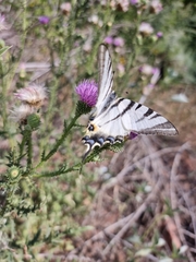 Iphiclides podalirius