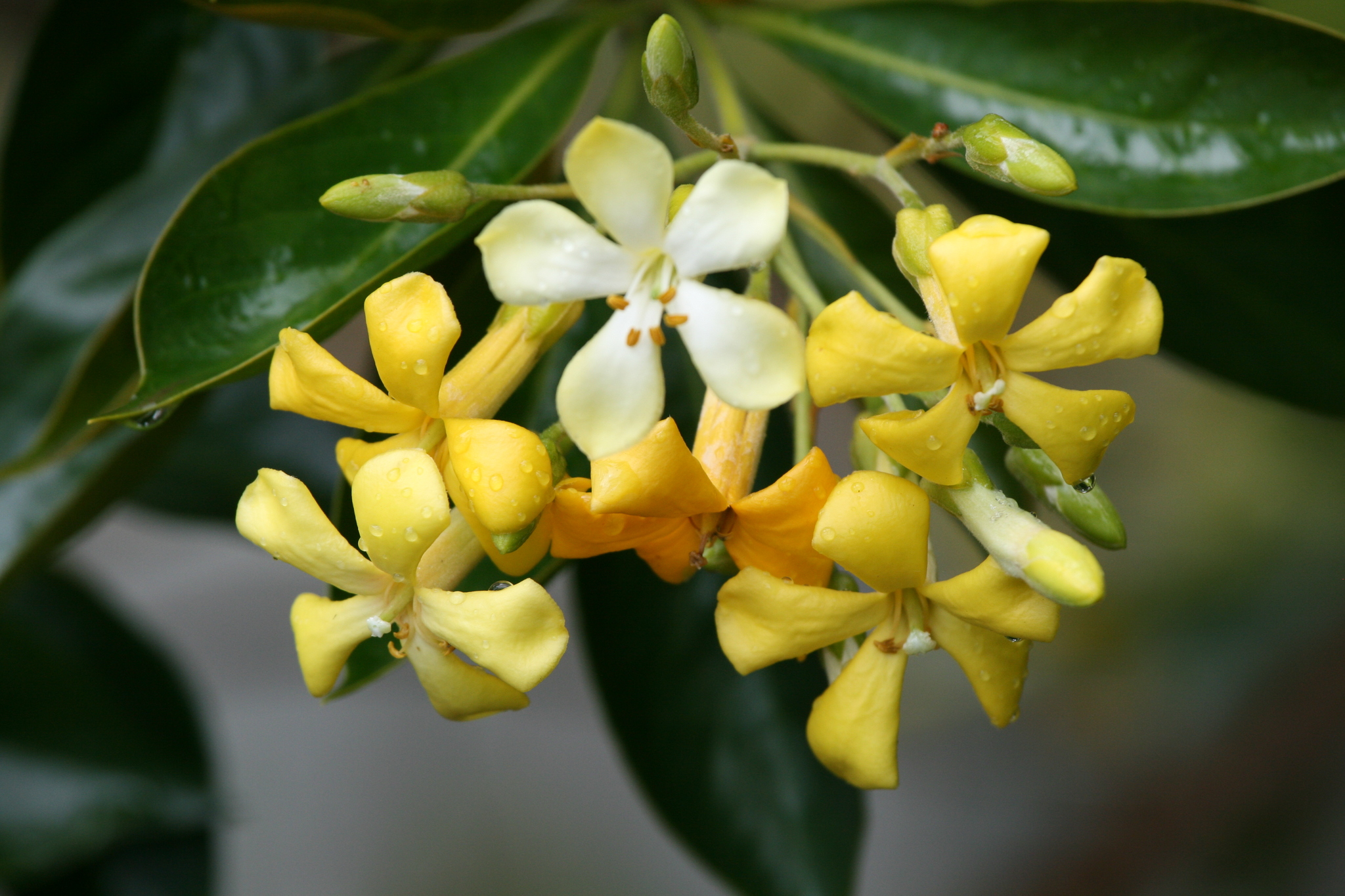 Hymenosporum flavum