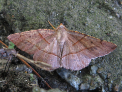 Endropiodes indictinaria