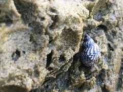 Echinolittorina placida