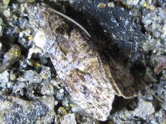 Cryptaspasma