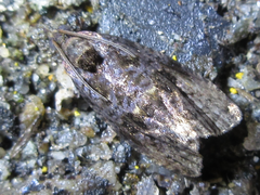 Cryptaspasma