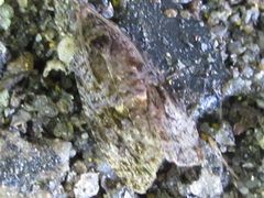 Cryptaspasma