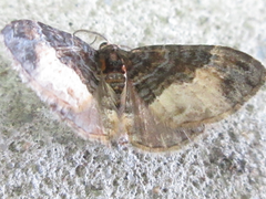 Xanthorhoe muscicapata