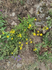 Sisymbrium austriacum