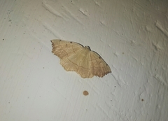 Eilicrinia trinotata