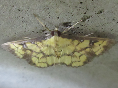 Goniorhynchus exemplaris