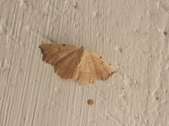 Eilicrinia trinotata