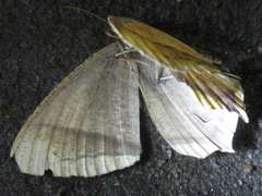 Thinopteryx crocoptera