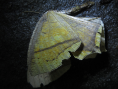 Thinopteryx crocoptera