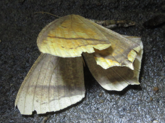 Thinopteryx crocoptera