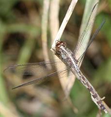 Erythrodiplax umbrata